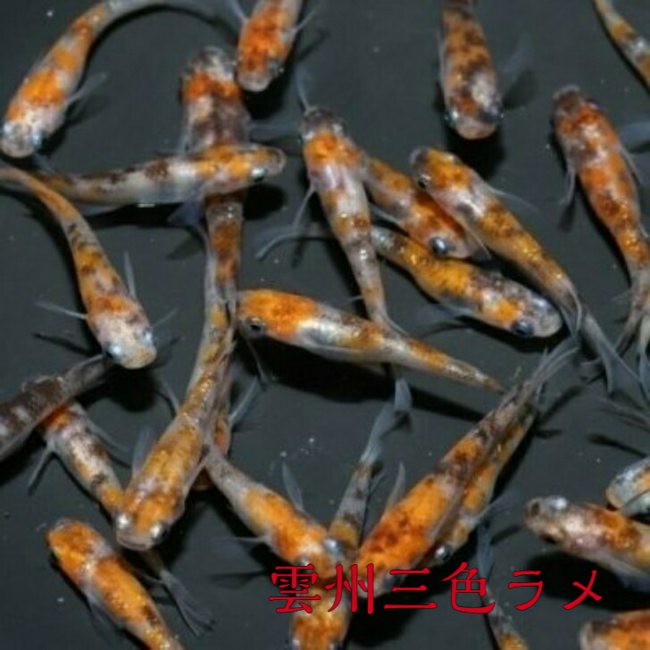 雲州三色ラメ うんしゅうさんしょくらめ メダカの稚魚 10匹 メダカ 幹之 楊貴妃 猫飯 休日