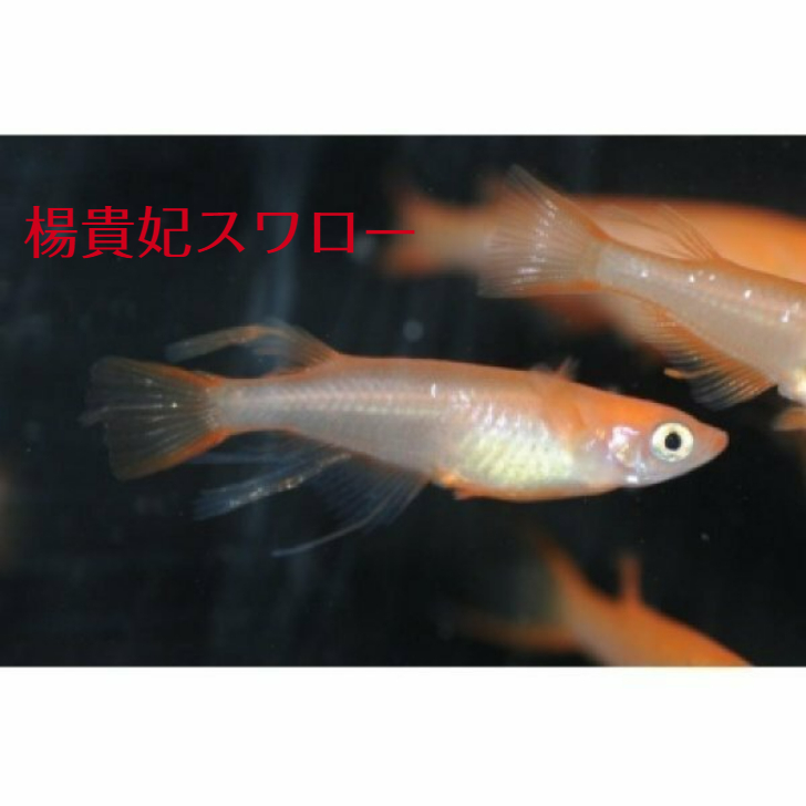 楊貴妃スワロー ようきひすわろー メダカの稚魚