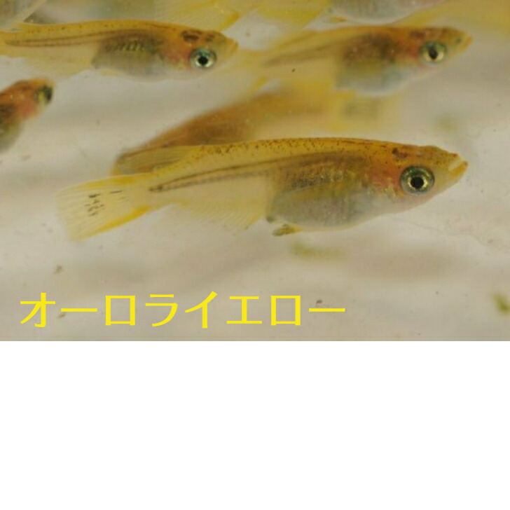 オーロライエローメダカの稚魚 10匹 メダカ