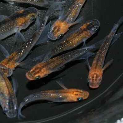 市場 華蓮 かれん 10匹 メダカ メダカの稚魚