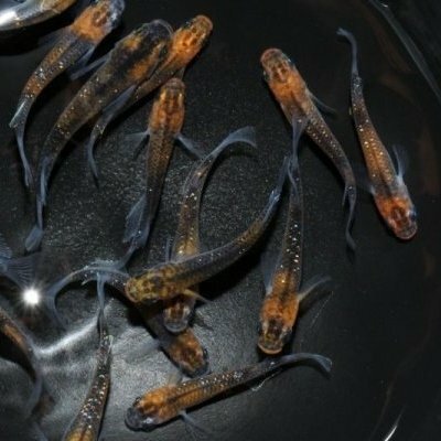 市場 華蓮 かれん 10匹 メダカ メダカの稚魚