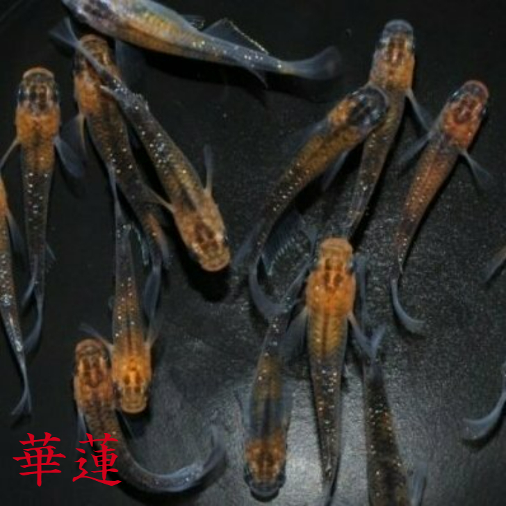 市場 華蓮 かれん 10匹 メダカ メダカの稚魚