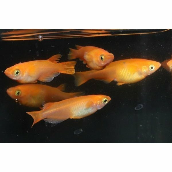 市場 紅帝 10匹 メダカの稚魚 こうてい メダカ