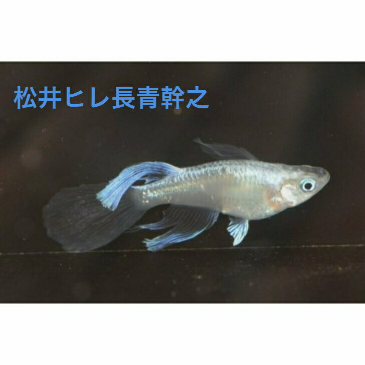 松井ヒレ長青幹之 まついひれながあおみゆき メダカの稚魚