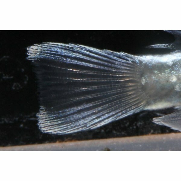 幹之シャイナー みゆきしゃいなー メダカの稚魚