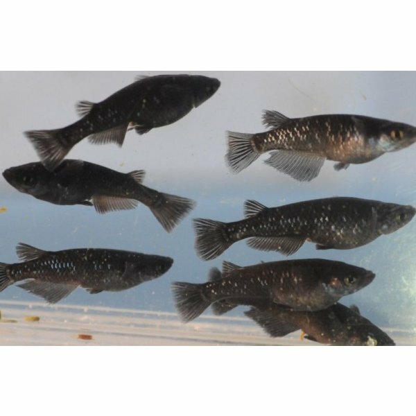 ブラックダイヤ２０２２メダカの稚魚 10匹