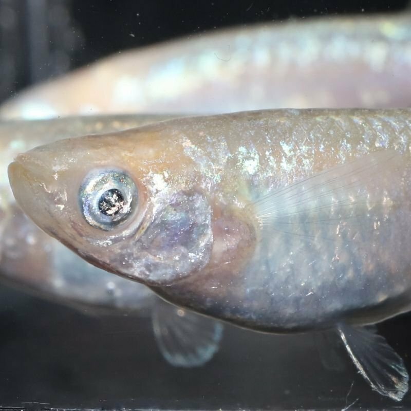 プラチナアイメダカの稚魚 10匹 メダカ