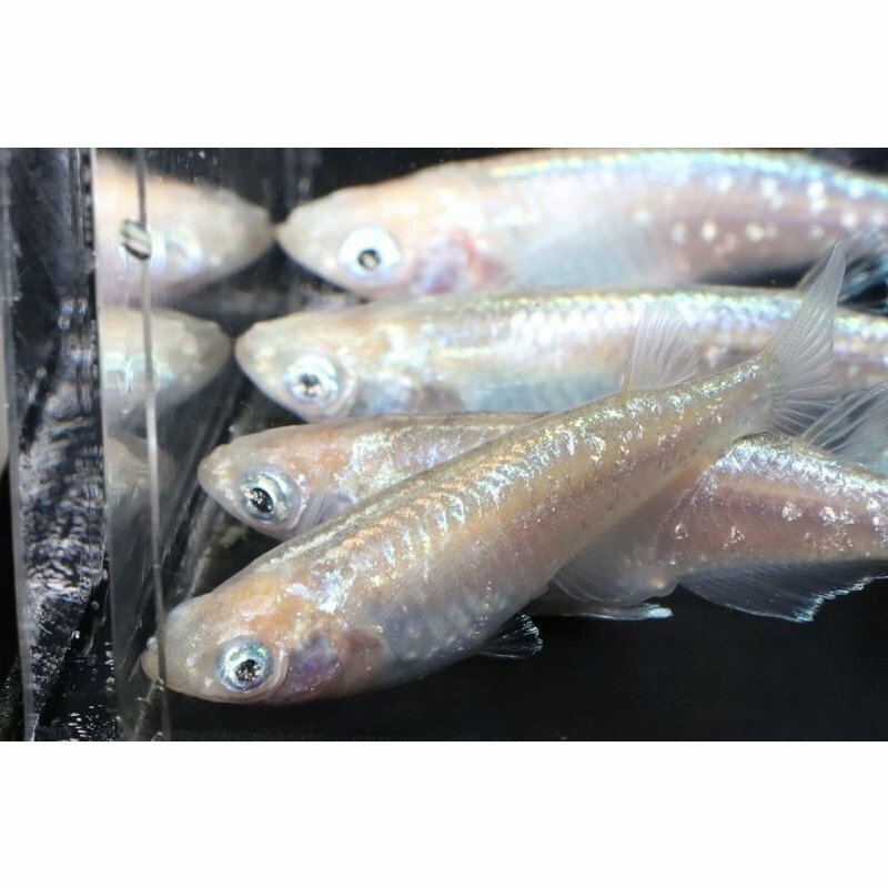 プラチナアイメダカの稚魚 10匹 メダカ