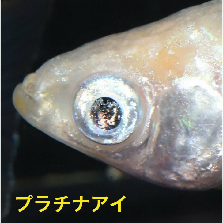 プラチナアイメダカの稚魚 10匹 メダカ