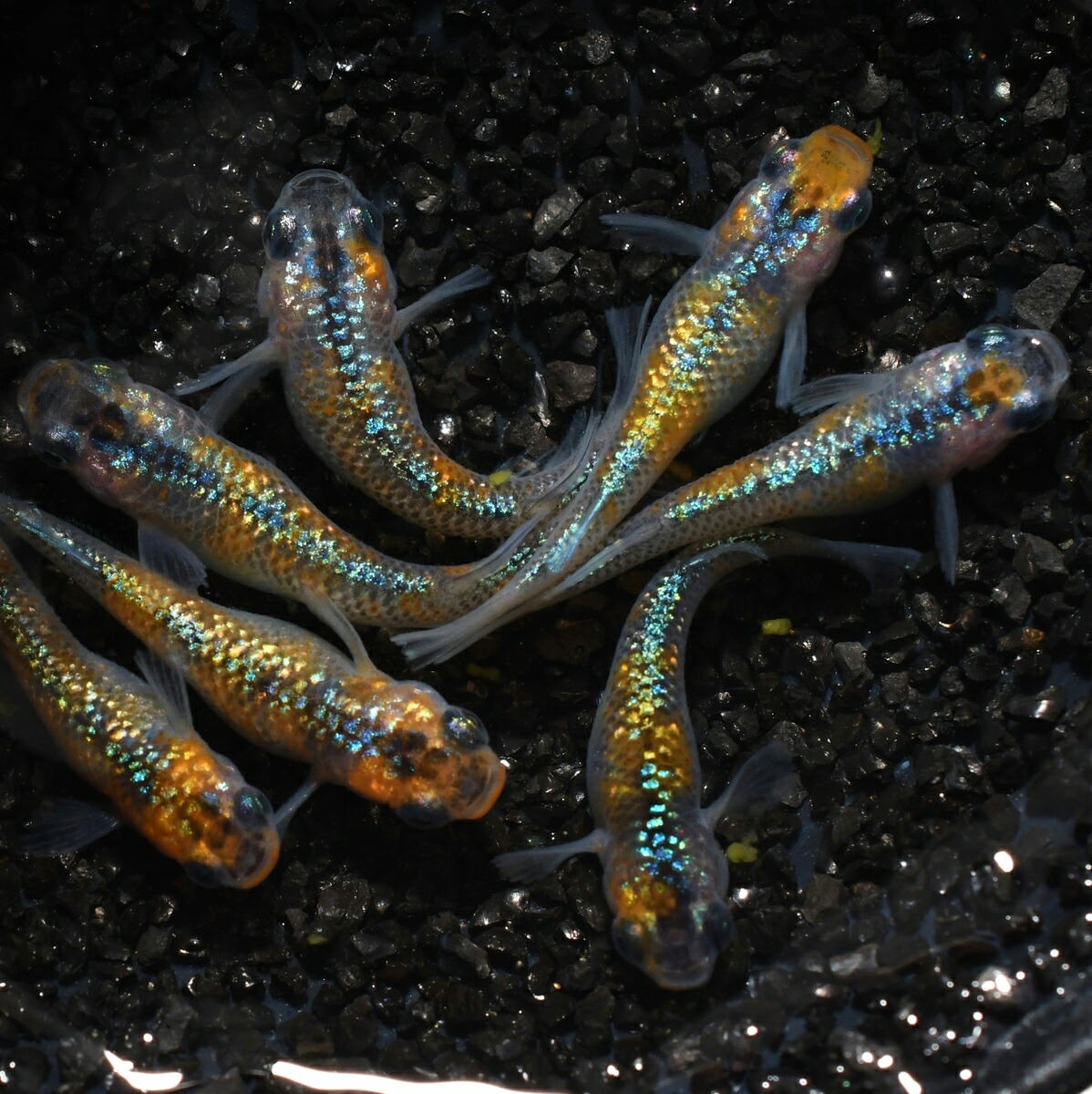 22超人気 アグリアスメダカの稚魚 10匹 メダカ 幹之 楊貴妃 猫飯 Dedicationsports Com