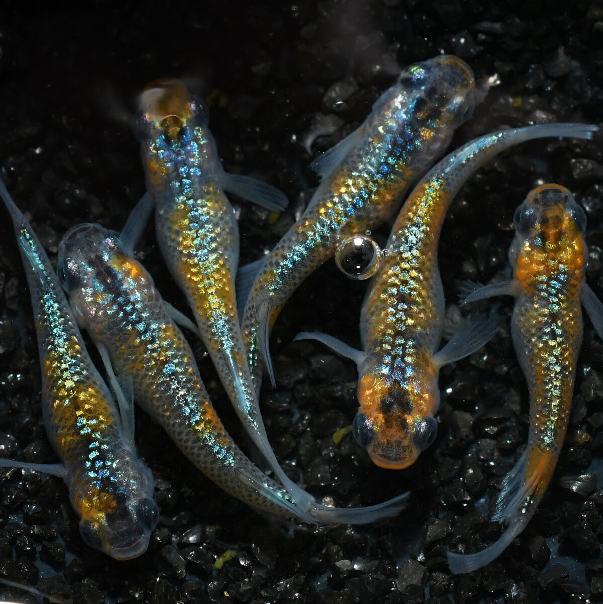 22超人気 アグリアスメダカの稚魚 10匹 メダカ 幹之 楊貴妃 猫飯 Dedicationsports Com