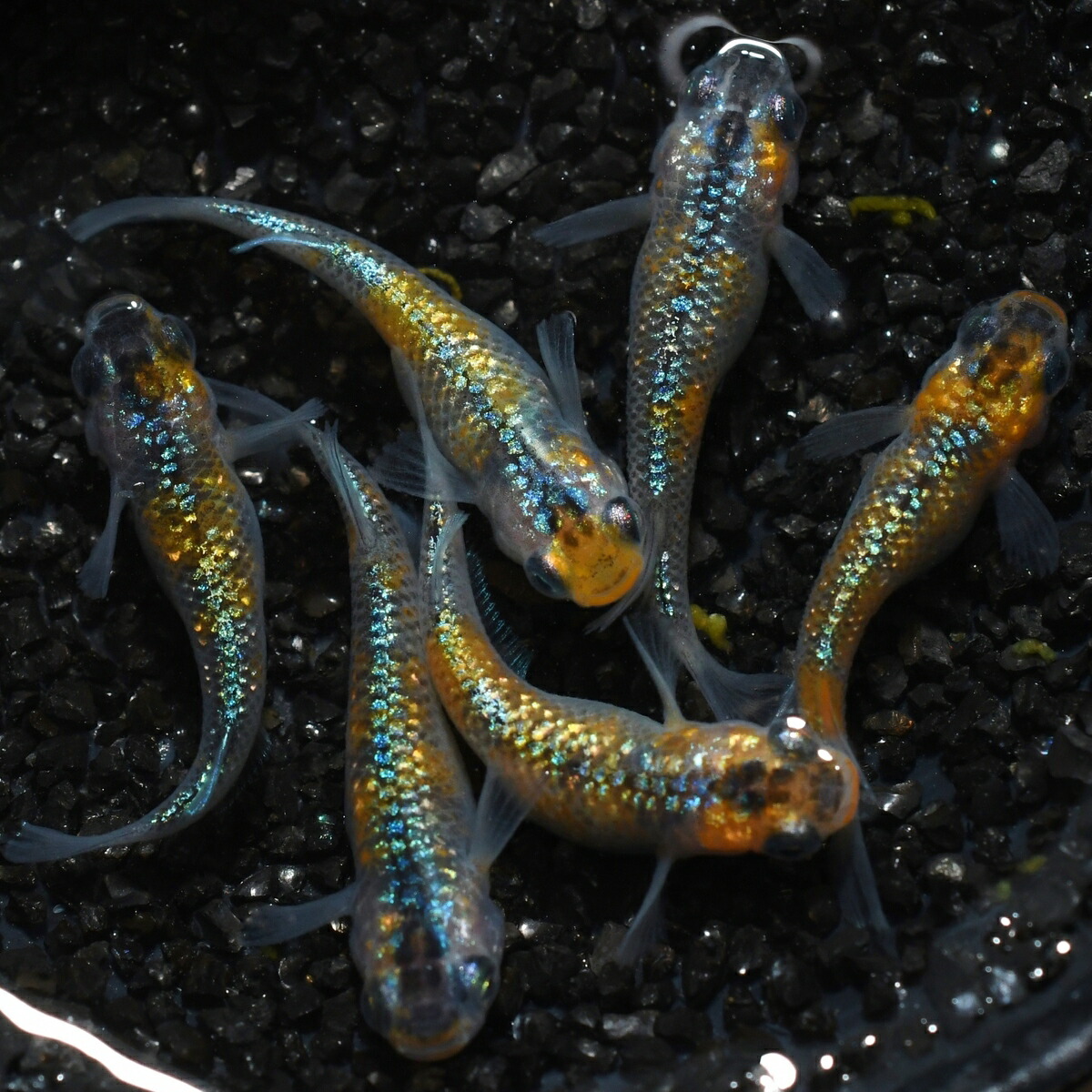 22超人気 アグリアスメダカの稚魚 10匹 メダカ 幹之 楊貴妃 猫飯 Dedicationsports Com