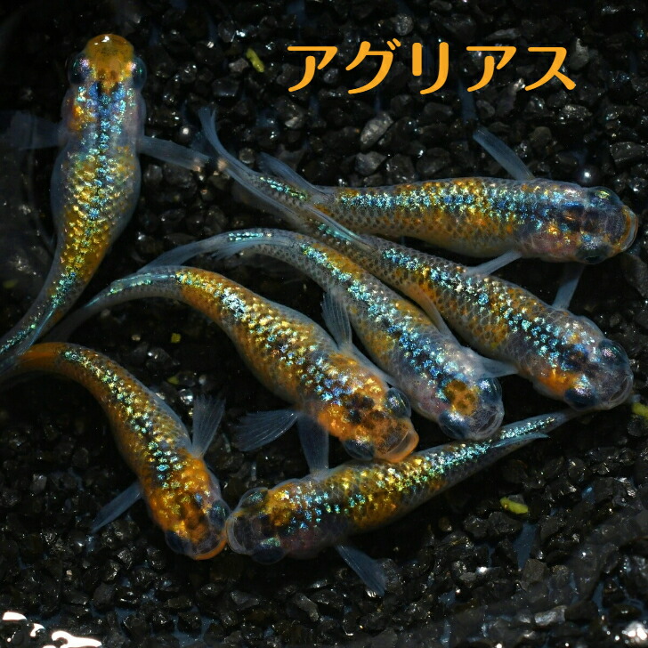 22超人気 アグリアスメダカの稚魚 10匹 メダカ 幹之 楊貴妃 猫飯 Dedicationsports