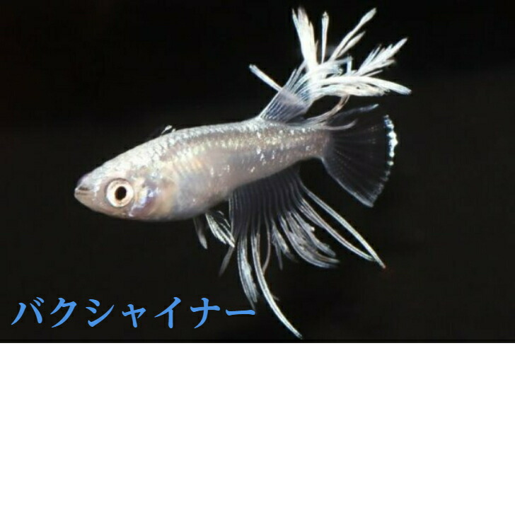 楽天市場】紅帝ヒカリ体型（こうていひかりたいけい）メダカの稚魚・10匹 メダカ 朱赤 幹之 楊貴妃 : めだか屋 猫飯 楽天市場店