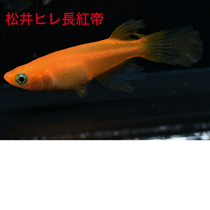 特価】 松井ヒレ長紅帝 まついひれながこうてい メダカの稚魚 10