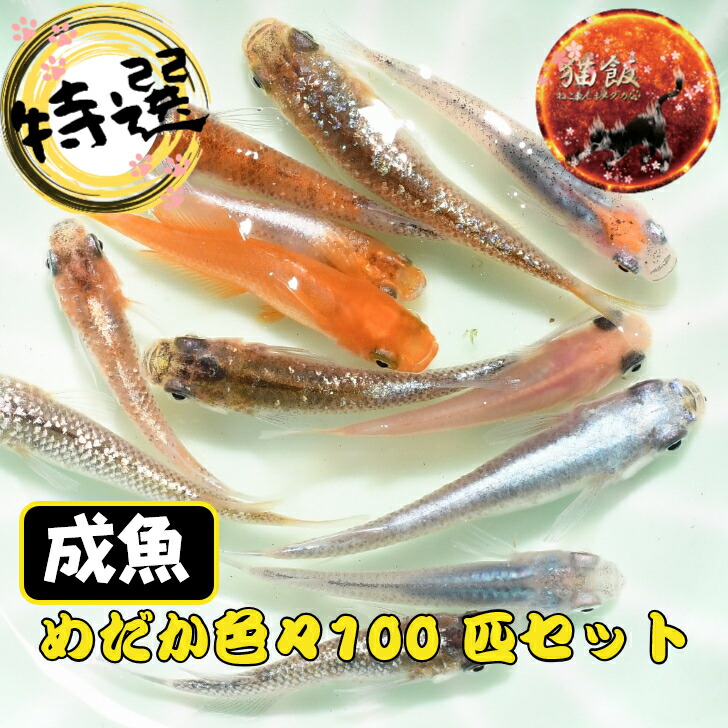 MIXメダカ・100匹  メダカ  幹之 楊貴妃  猫飯