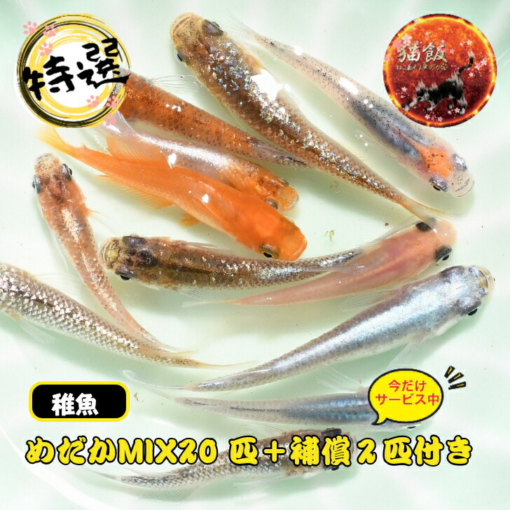 メダカ組★1スタ！めっちゃ綺麗！深海　稚魚10匹 メダカ 深海（しんかい）メダカの稚魚・10匹 幹之 メダカ水槽 改良メダカ SS～Sサイズ