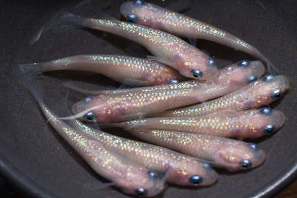 深海（しんかい）メダカの稚魚・10匹 メダカ 幹之 楊貴妃 猫