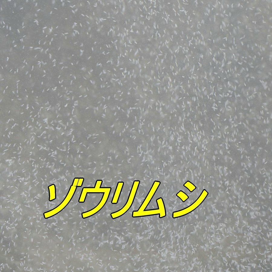 楽天市場】リッチB 2kg 280円/100g メダカ 餌 エサ えさ 淡水魚