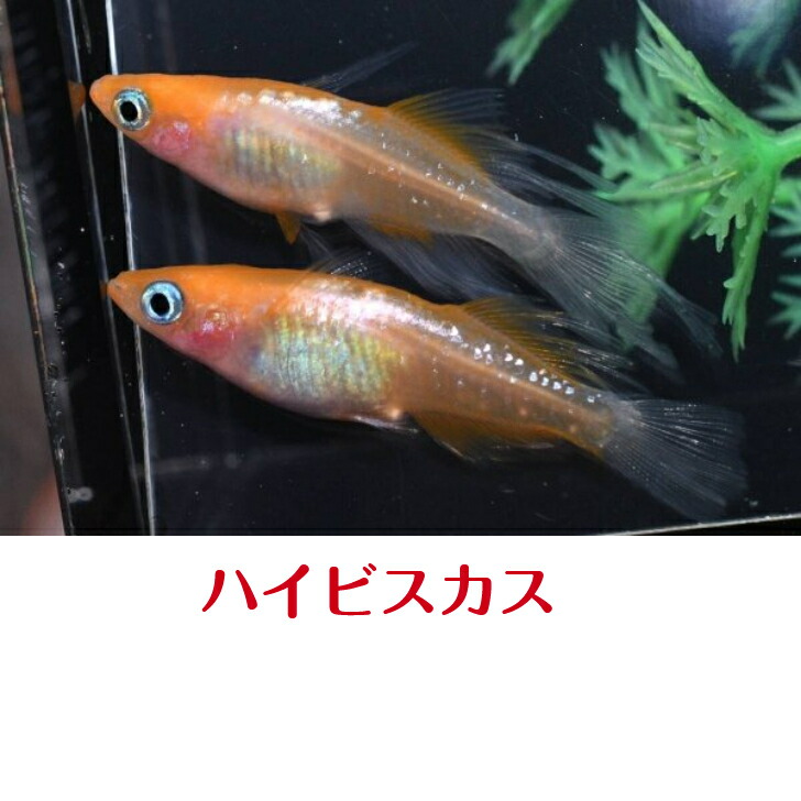楽天市場】オリジナル品種・モヒモヒZメダカの稚魚・10匹 メダカ 幹之