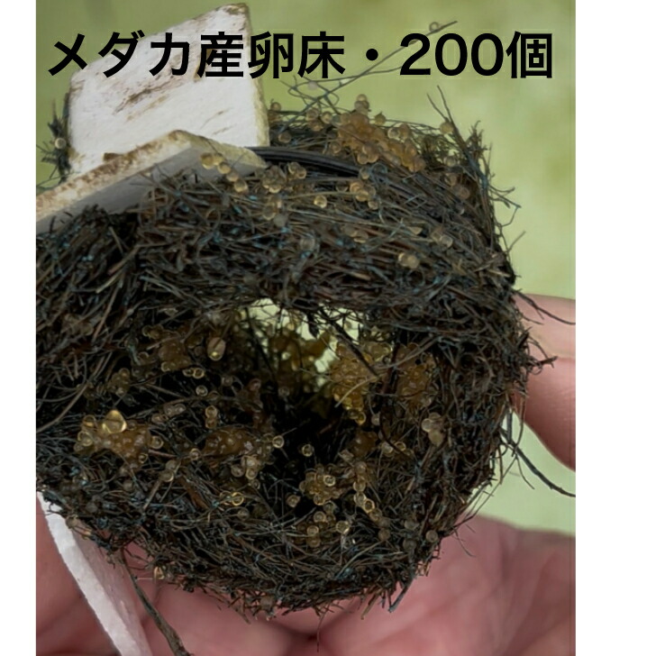 メダカ産卵床・200個　※北海道は送料600円・沖縄は送料500円　メダカ 幹之 楊貴妃 産卵 卵 猫飯 メダカ女子｜めだか屋　猫飯　店