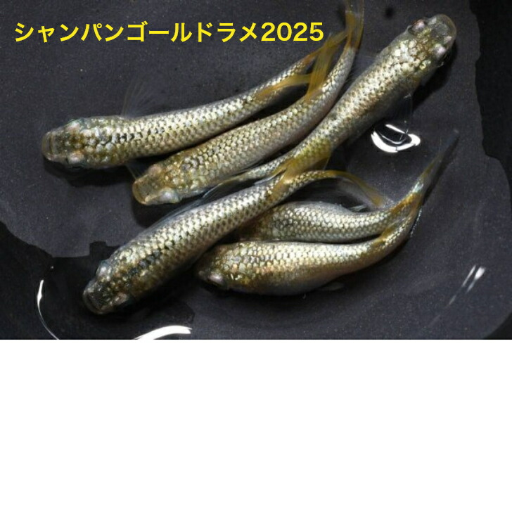 深海（しんかい）メダカの稚魚・10匹 メダカ 幹之 楊貴妃 猫
