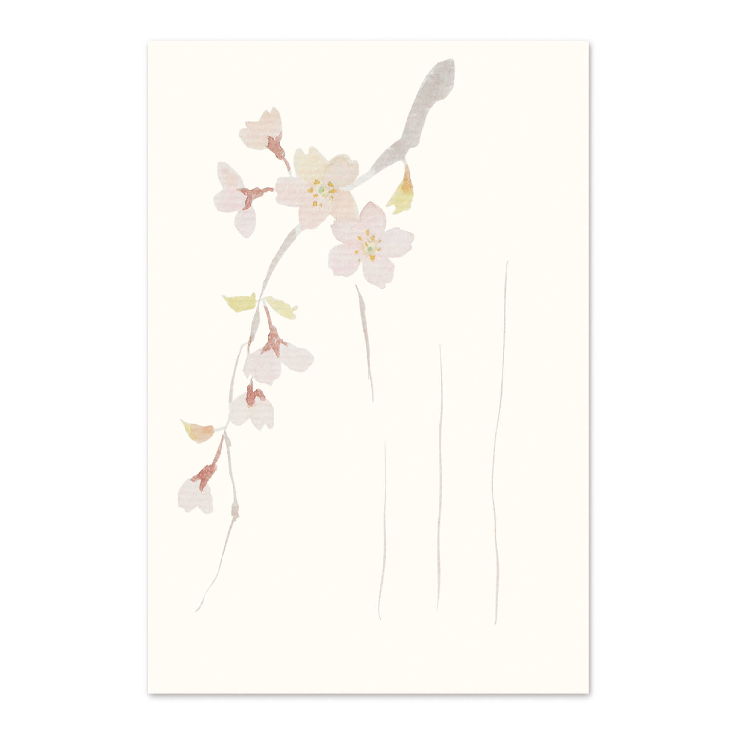 楽天市場】絵葉書 和紙 さくら 桜 満開 お花見 はがき 罫線なし