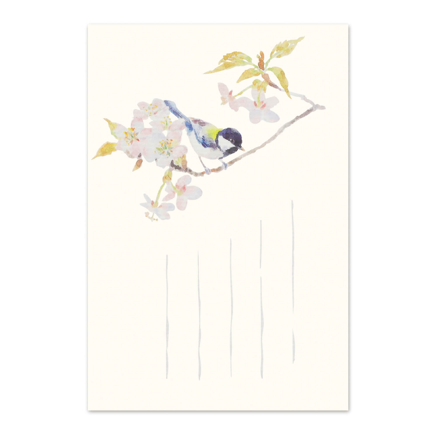 楽天市場】絵葉書 和紙 さくら 桜 満開 お花見 はがき 罫線なし
