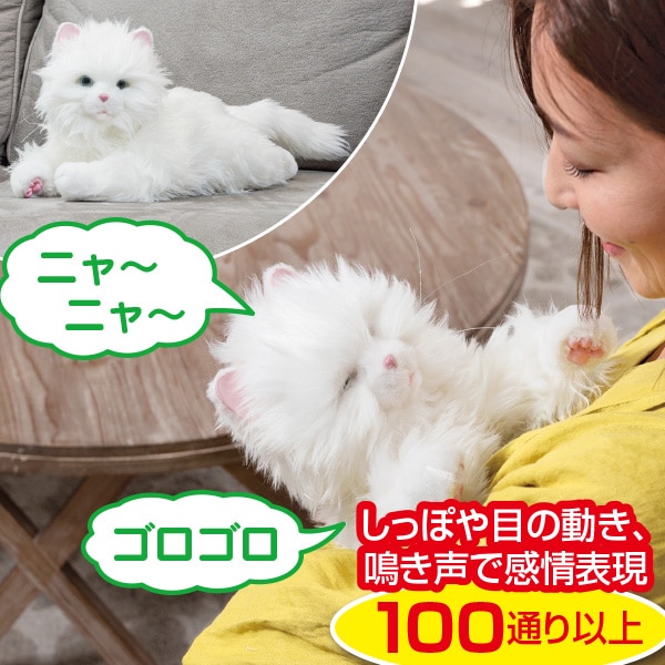 あまえんぼう子ねこお父ちゃん