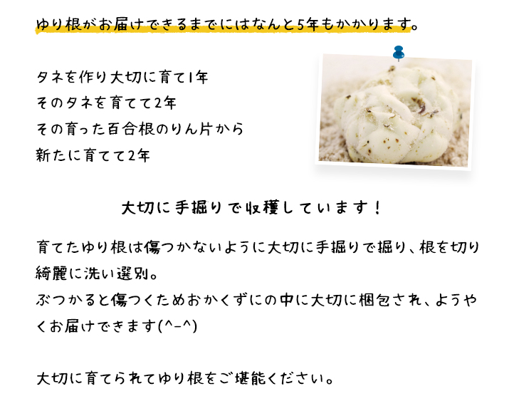 最旬ダウン ゆり根 5kg 秀品 北海道産 ニセコ産 高級食材 ゆりね 百合根 ユリ根 大きなl 3lサイズ ギフト 明治屋 北海道の野菜 食品 とっておきし福袋 Sandbox Eliterewards Biz