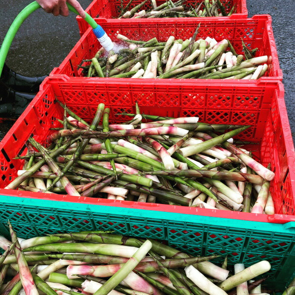 たけのこ 送料無料 根曲がり竹 春の山菜 冷蔵便 タケノコ 御中元 5kg 筍 生 北海道産 天然 たけのこ 野菜・きのこ | mouldstechnology.com