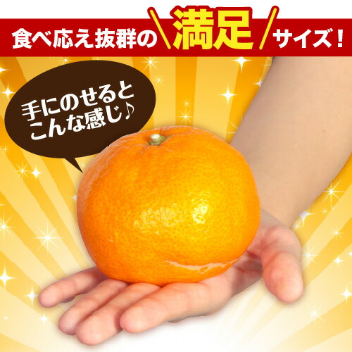 訳あり】 送料無料 みかん 10kg 完熟大玉みかん くす玉くん 産地直送