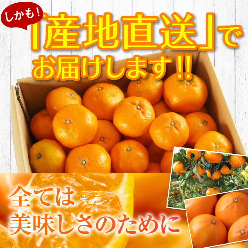訳あり】 送料無料 みかん 10kg 完熟大玉みかん くす玉くん 産地直送
