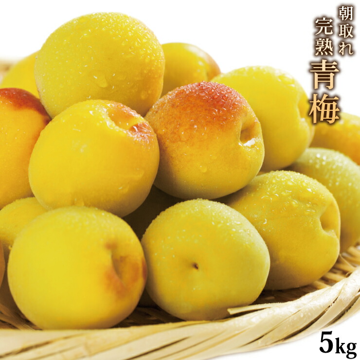 紀州南高梅 厳選 朝取れ 完熟 青梅 5.0kg 5キロ 【 L 2L 3L 4L以上 】  送料無料 送料込み サイズ統一 （ 生梅 梅干し用 ジュース用 ）サイズ統一 （梅酒用） 青色梅 産地直送 紀州 うめ ウメ 青うめ 黄色梅 和歌山 冷蔵便 梅 加工用 梅干し用 箱買い 箱