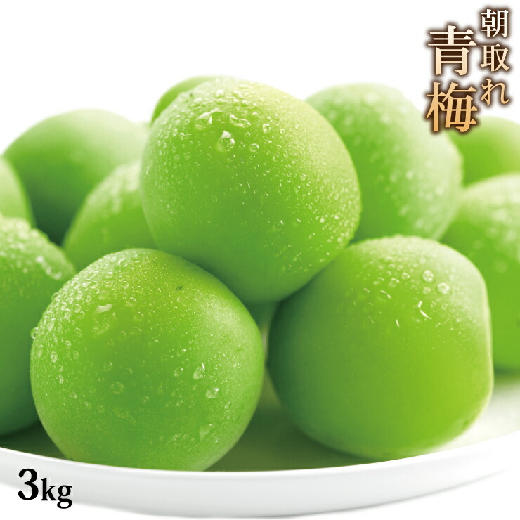 梅酒作りに最適 青梅 梅酒用 3.0kg 3キロ 紀州南高梅 厳選 朝取れ 青梅 【 L 2L 3L 4L以上 】  サイズ統一 （梅酒用） 青色梅 産地直送 紀州 生梅 うめ ウメ 黄色梅 和歌山 青うめ 冷蔵便 梅 加工用 梅干し用 箱買い 箱