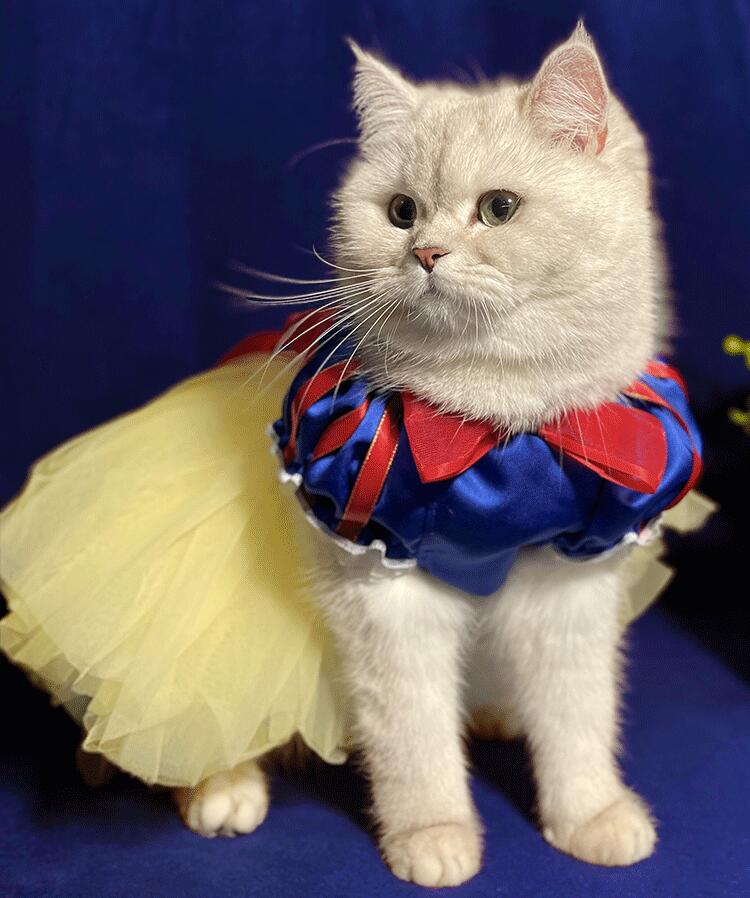 犬服 フォーマルドレス かわいい 挙式 猫服 コスチューム 結婚式 お姫様 ドッグウェア 洋服 クリスマス衣装 キャットウェア 猫