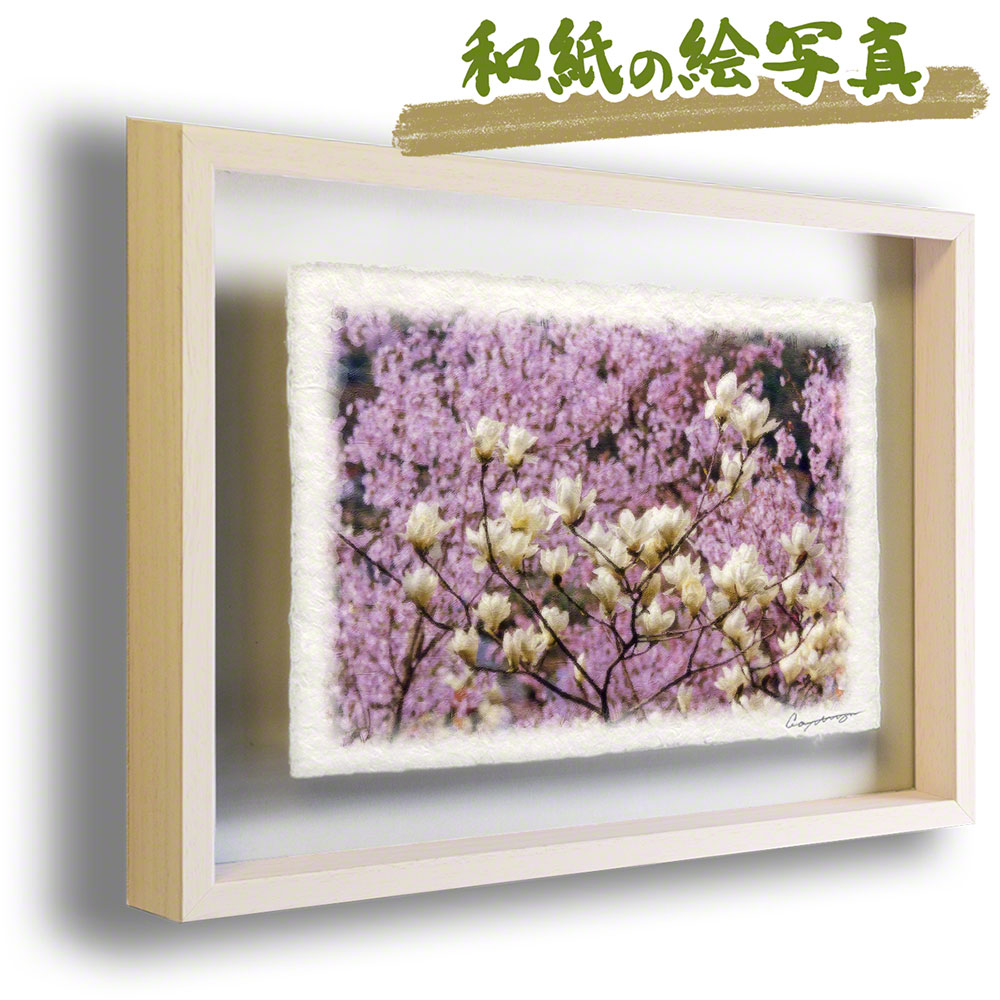 和紙 アート フレーム 花 春 ピンク 白 彼岸桜の中のハクモクレン 44x31cm 絵画のような写真のような優しい風合い 風景のグラフィックアートを和紙にプリントして額縁に 絵画 インテリア おしゃれ 壁掛け 風景画 約375x250mm 吊り金具付 Wevonline Org