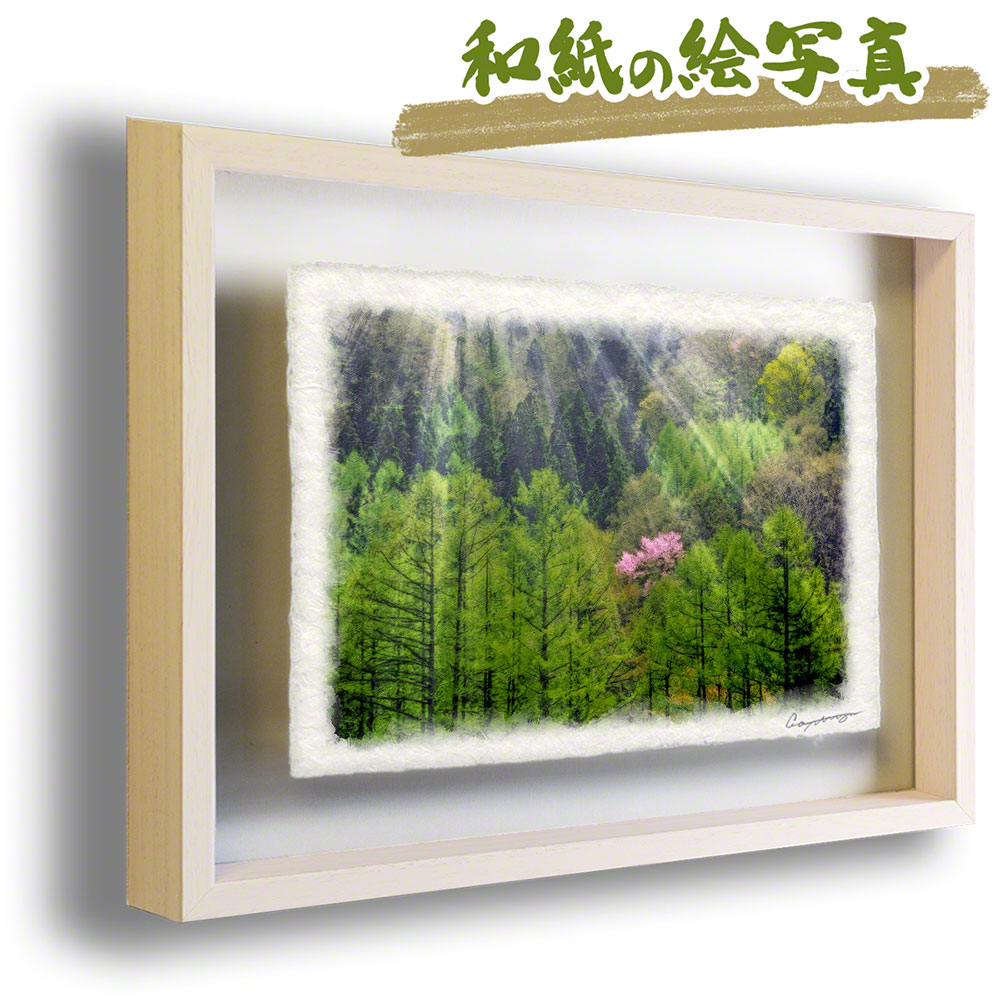 和紙 アート フレーム 花 春 ピンク カラマツの新緑と輝く山桜 44x31cm 絵画のような写真のような優しい風合い 風景のグラフィックアートを和紙にプリントして額縁に 絵画 インテリア おしゃれ 壁掛け 風景画 カラマツの新緑と輝く山桜アートフレーム