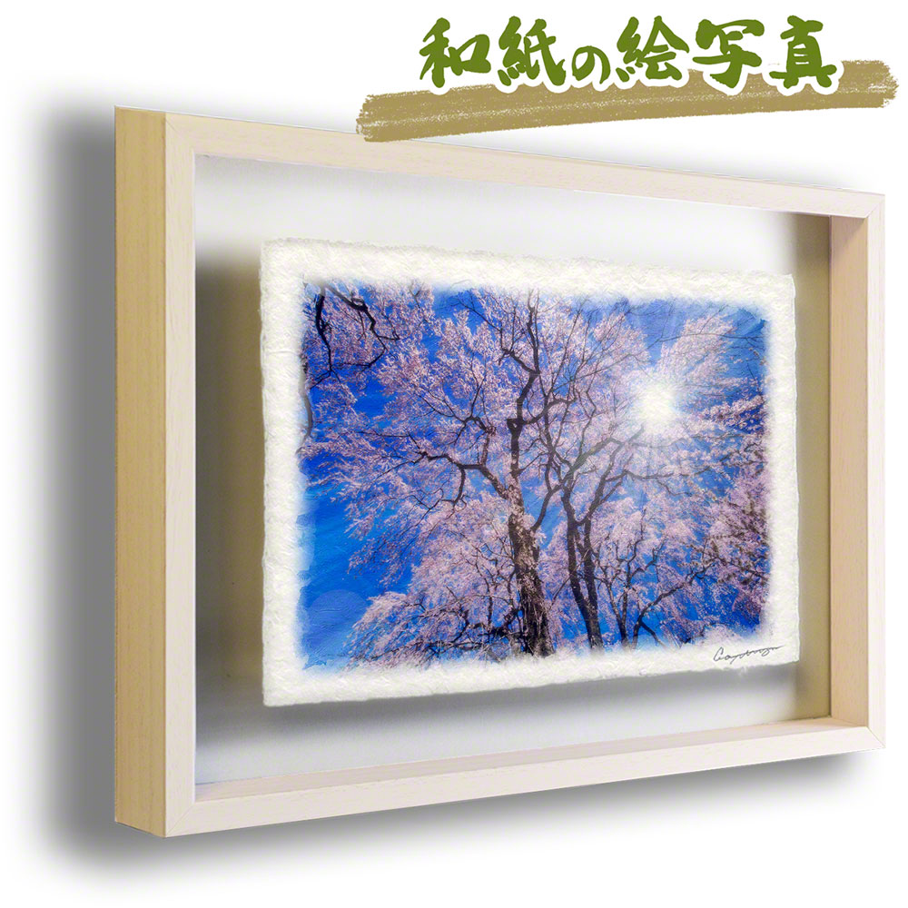 x63cm インテリアアート 春 ピンク おしゃれ 和紙 アート 美術品 骨董品 民芸品 太陽と見上げるしだれ桜 グラフィック アート 絵画 風景画 最先端商品 太陽と見上げるしだれ桜 インテリア 花 絵画 壁掛け Naturalmemories絵画のような写真のような優しい