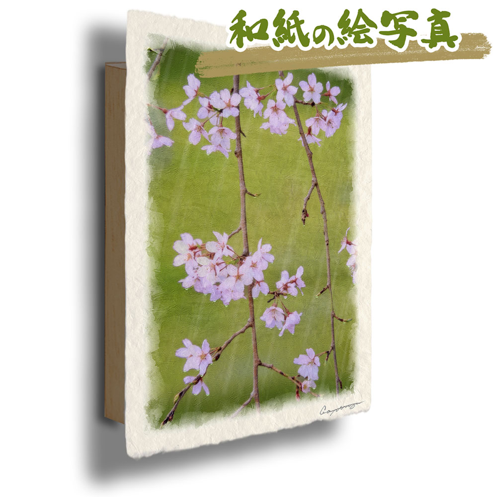和紙 アートパネル 花 春 ピンク しだれ桜の花 48x33cm 絵画のような写真のような優しい風合い 風景のグラフィックアートを和紙にプリントして アートパネルに 絵画 インテリア おしゃれ 壁掛け 風景画 吊り金具の付いた木製パネルに 吊り金具付 Volleybalcluboegstgeest Nl