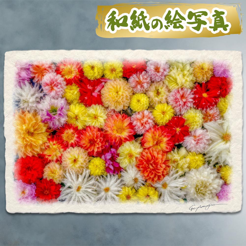 玄関に飾ると運気が上がる絵画 和紙の絵写真 「一面のダリアの花(オレンジ)」 風水 絵画 玄関 おすすめ 玄関 絵 開運 金運 インテリア 絵 アートパネル 風景画 おしゃれ 壁掛け トイレに飾る絵 秋 花の絵 花手水|玄関に飾る風水絵画 アートセピア