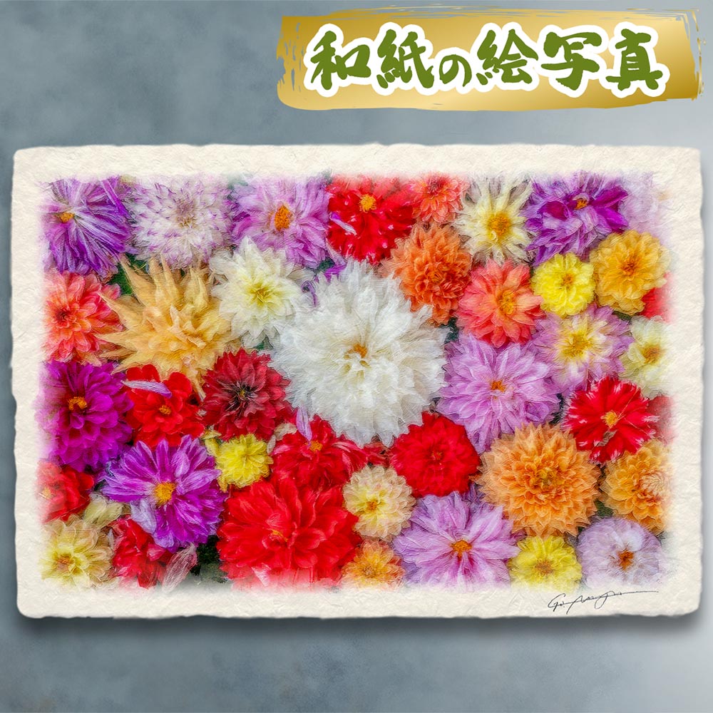 玄関に飾ると運気が上がる絵画 和紙の絵写真 「一面のダリアの花(白大)」 風水 絵画 玄関 おすすめ 玄関 絵 開運 金運 インテリア 絵 アートパネル 風景画 おしゃれ 壁掛け トイレに飾る絵 秋 花の絵 花手水｜玄関に飾る風水絵画 アートセピア