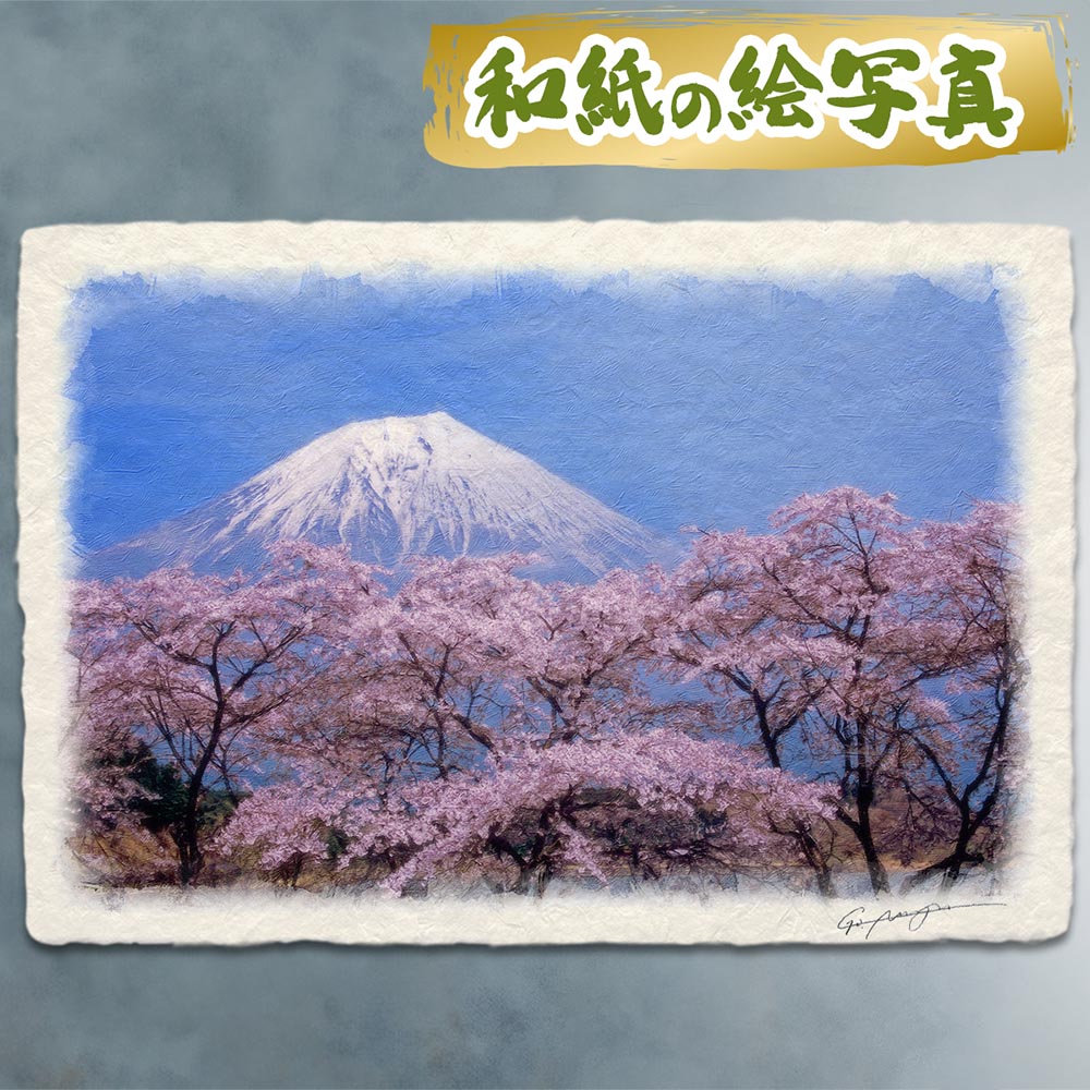 楽天市場】「吉祥白富士桜」吉岡浩太郎 【開運風水版画作品】シルク