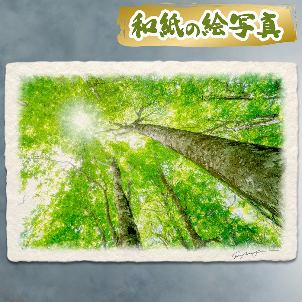 玄関に飾ると運気が上がる絵画 和紙の絵写真 「太陽に伸びる新緑のブナの木」 風水 絵画 玄関 おすすめ 玄関 絵 開運 金運 インテリア 絵 アートパネル 風景画 おしゃれ 壁掛け トイレに飾る絵 夏 緑 木 森 昇龍｜玄関に飾る風水絵画 アートセピア