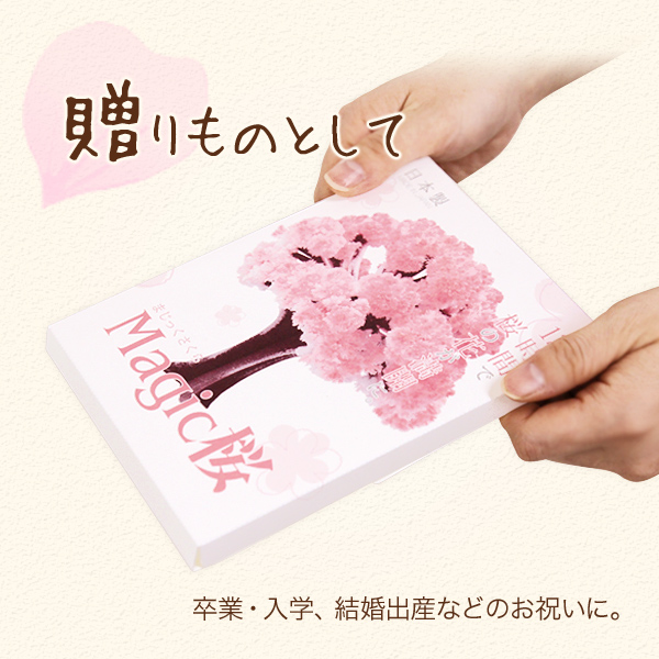 楽天市場 メール便 マジック桜 Magic桜 12時間で咲く感動のサクラ マジックさくら Magicsakura おうち花見 室内屋内花見 インドア花見 エア花見 お花見グッズ 入学祝 卒業祝 合格祝 母の日 おもちゃ インテリアと雑貨のお店merryhouse