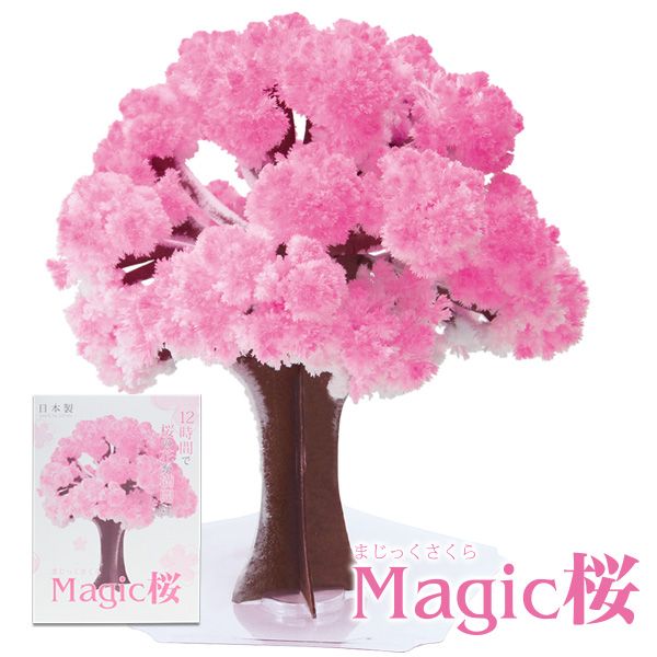 楽天市場 メール便 マジック桜 Magic桜 エア花見 インドア花見 室内花見 巣ごもり 自分で咲かせる不思議なサクラ 贈り物 プレゼント 合格祈願 グッズとして インテリアと雑貨のお店merryhouse