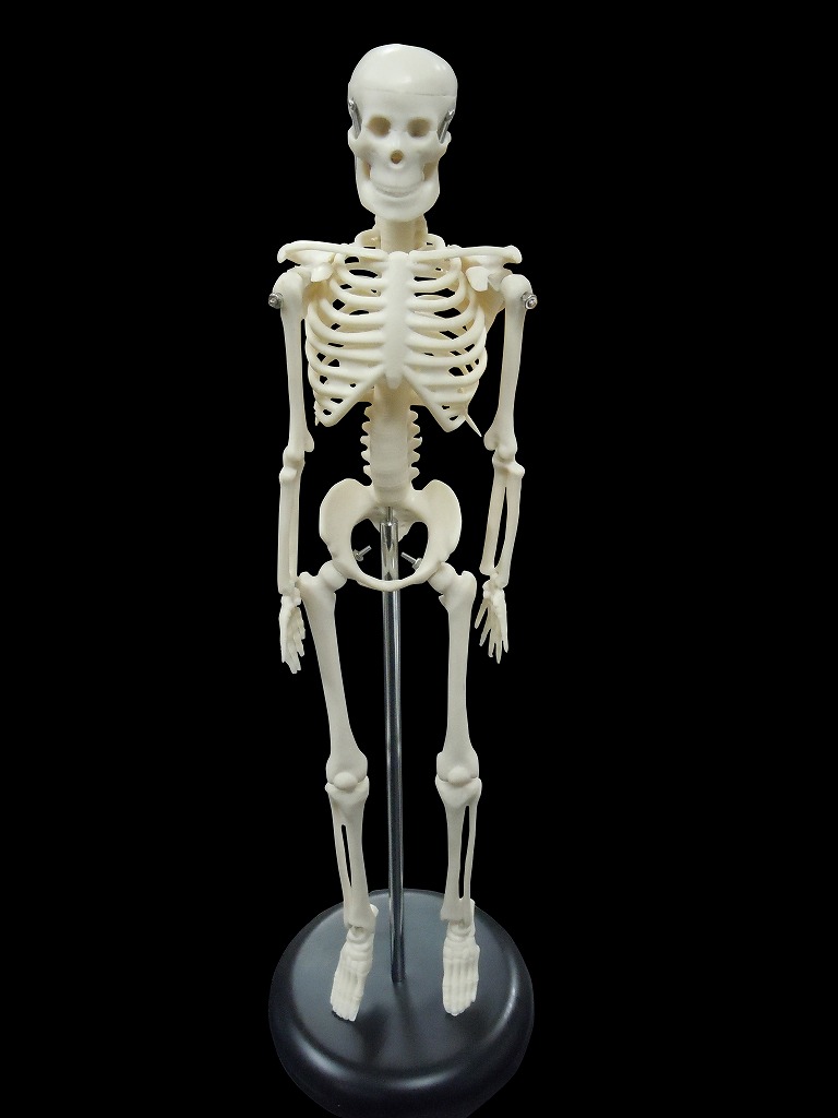【楽天市場】【大阪人体模型センター 正規品】 人体模型 全身骨格模型 1/4モデル 45cm【送料無料】：MFC SHOP