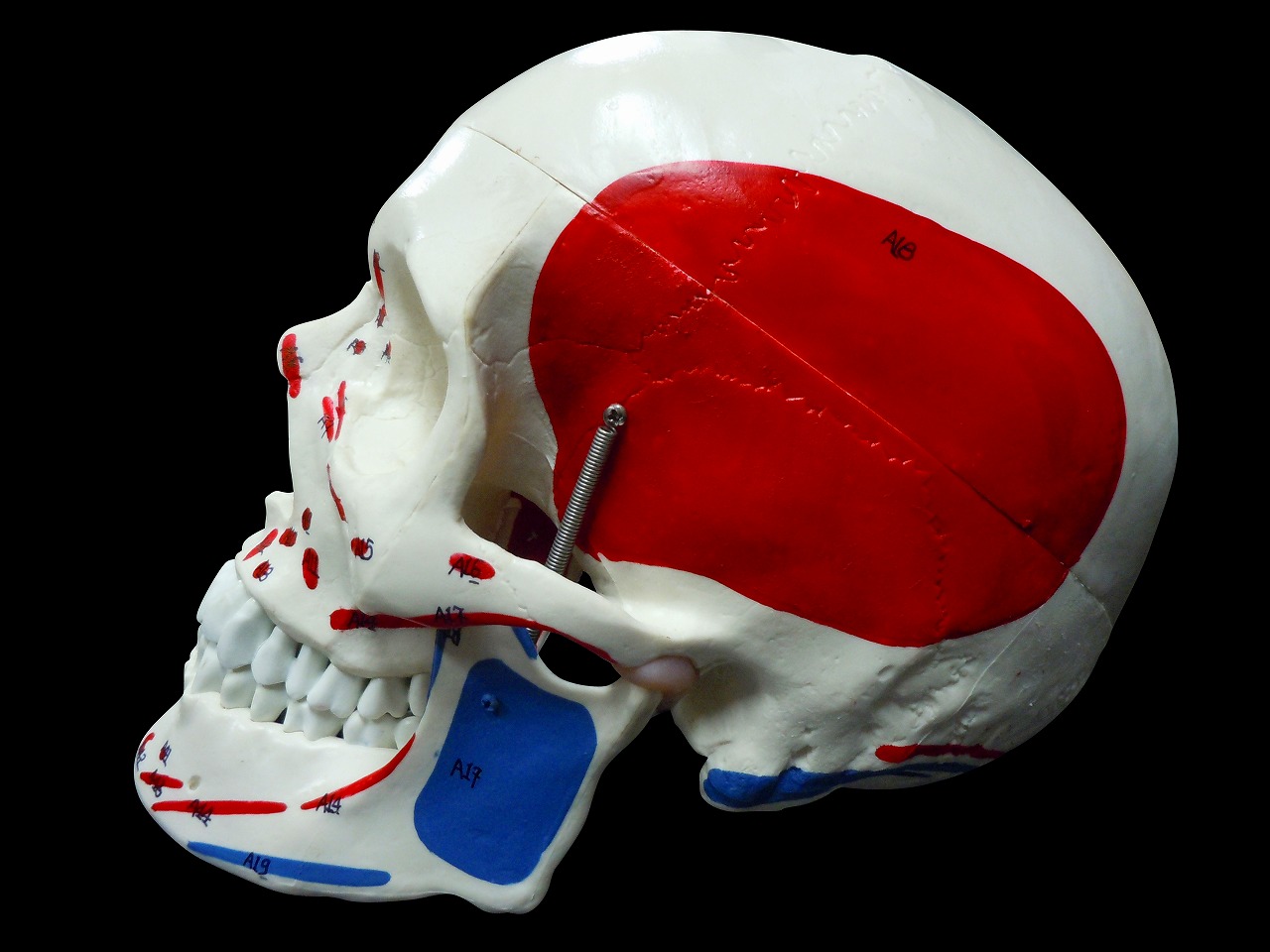 楽天市場 送料無料 人体模型 頭蓋骨 筋肉付着部 詳細模型 Mfc Shop