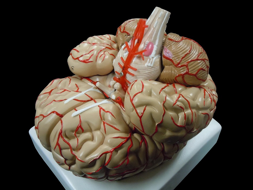 人体模型 脳 模型 取り外し可能 実物大 高性能 脳解剖模型