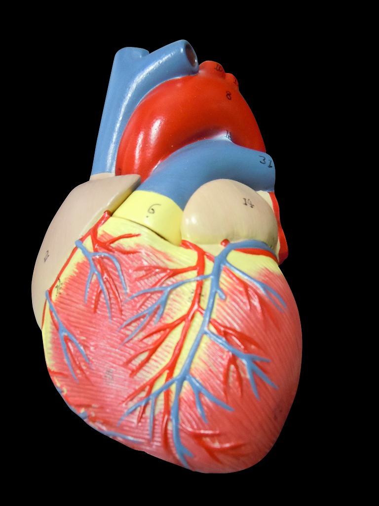 楽天市場 送料無料 人体模型 内臓模型 臓器 消化器 生殖器 心臓 胃 トルソー アルティメット 等身大 Mfc Shop